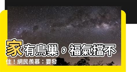 家有鳥巢 風水|解析家中鳥巢風水玄機